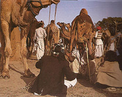 fria de camellos.