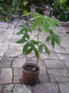 Lo ms importante desde que se aplica el compost es que ha mejorado el terreno y las plantas crecen ms fuertes, bonitas y lozanas.