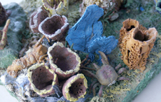 Maqueta con el nombre de Arrecife de coral. Con ella particip en la XIII Jornada Cientfica del Acuario Nacional de Cuba el estudiante Jorge ngel Guevara Heredia. Foto. Luis Prez.